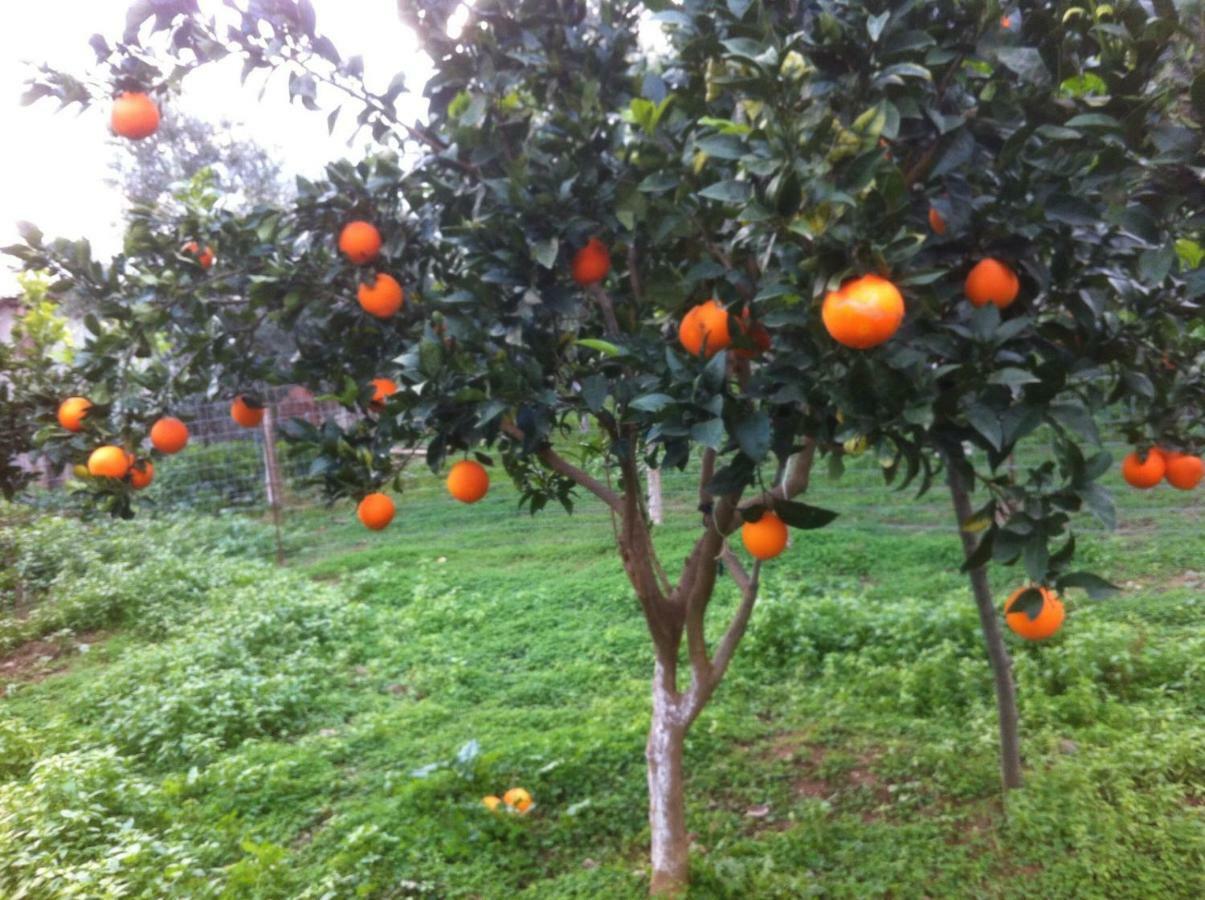 Bio Garden Stonehouse Vila Gonia Exterior foto