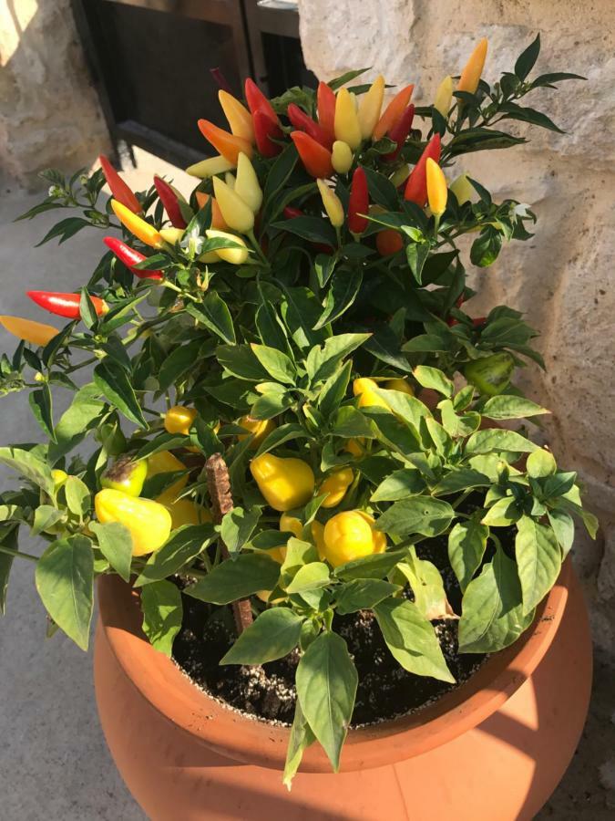 Bio Garden Stonehouse Vila Gonia Exterior foto